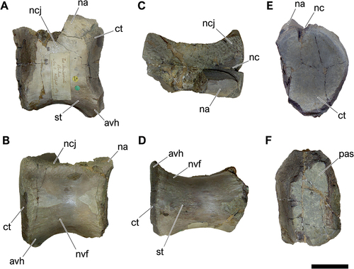 Figure 7. NHM-PV R.2459, isolated middle to posterior dorsal centrum with iguanodontian affinities (Specimen B) from the Valanginian–Hauterivian Marfim Formation (Ilhas Group) at Forte Monte Serrat (Locality 2). A, right lateral; B, left lateral; C, dorsal; D, ventral; E, anterior; F, posterior views. Anatomical abbreviations: avh, anteroventral heel; ct, cotyle; nvf, neurovascular foramina; na, neural arch; nc, neural canal; ncj, neurocentral joint; pas, posterior articulation surface; st, striae. Scale bar = 100 mm.