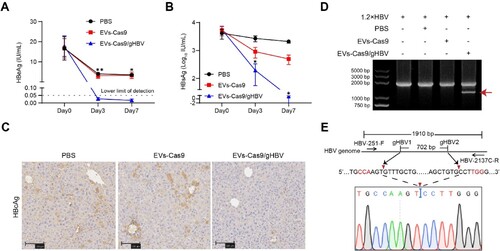 Figure 6. Antiviral effects of engineered EVs in the HBV-replicating mouse model. (A-B) Serum levels of HBeAg and HBsAg were measured by CLIA. Data were statistically analyzed by Student’s t-test with *p < 0.05 and **p < 0.01. (C) Immunohistochemical staining (IHC) was used to detect HBcAg levels in the livers of mice 7 days post-injection. Scale bars: 100 μm. (D) To assess viral genome editing, total DNA was extracted from the liver tissue, and PCR amplification was performed using HBV-251-F and HBV-2137C-R primers. (E) Following dual-gRNA mediated cleavage, the smaller fragments (indicated by the red arrow) were purified and subjected to clone sequencing analysis.