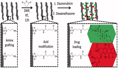 Figure 1. Sketch of drug loading for DEX and DNR. The first step demonstrates a NH2 functionalized pSi surface (left sketch) and the second step is showing a COOH terminated pSi surface (middle sketch). The third step demonstrates the conjugation of DEX and DNR to the pSi surface via ester (carbon–oxygen) bond or amide (carbon–nitrogen bond) (right sketch).