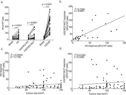 Figure 2. Neo-antigen specific responses vary stochastically between otherwise identical animals. a. IFNγ production in response to HA, UQCRC2 peptides and CD3/28 stimulation (n = 52). Each dot represents mean IFNγ SFU from the dLN of a tumor bearing mouse. Levene’s test for homogeneity of variance. b. Correlation between HA-specific IFNγ responses and UQCRC2 specific responses in mice with AB1-HA tumor of more than 100 mm2 in size (n = 33). Association of c. HA responses and tumor size (n = 75) and d. mutant UQCRC2 responses and tumor size (n = 75). Pearson’s correlation coefficient determined by linear regression
