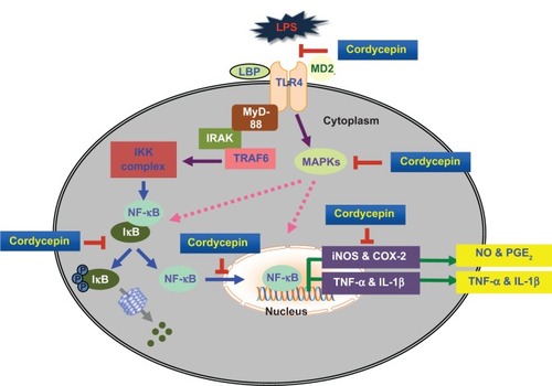 Figure 9 Schematic figure of possible signaling mechanisms of cordycepin in inhibition of the LPS-induced inflammatory response.