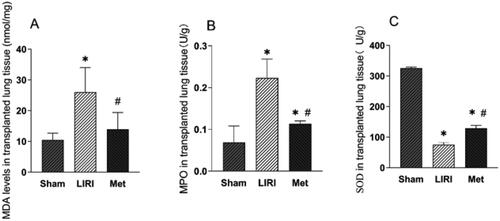 Figure 3. Metformin inhibited the oxidative stress response in grafted lung tissues in rats (A–C) the concentrations of MDA (A), MPO (B) and SOD (C) in lung tissues from the indicated groups were measured. *p < 0.05, vs. the sham group; #p < 0.05, vs. the LIRI group. Display full size, sham group; Display full size, LIRI group; Display full size, Met group.