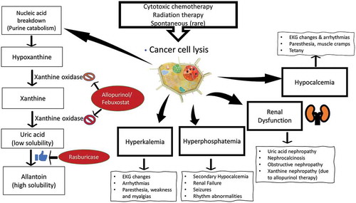 Figure 2. Pathophysiology and clinical manifestations of Tumor Lysis Syndrome.