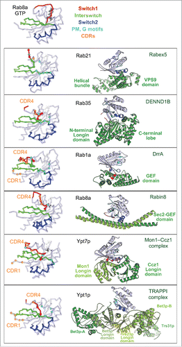 Figure 6. Rab nucleotide exchange factors of different structural folds. Left: Conformational changes in Rabs upon interactions with cognate GEFs. Rab residues contacting GEF (within 4 Å distance) are shown as spheres. PM-G motif residues are cyan, CDR residues are orange. Rab8a-GTP structure (4LHW) is shown as a reference for the Switch1, Switch2 conformations in a GTP-bound Rab (top). Right: Structures of Rab/RabGEF complexes: Rab21/Rabex5-HB-VPS9-domain (2OT3), Rab35/DENND1B-DENN-domain (3TW8), Rab1a/DrrA-GEF-domain (2WWX), Rab8a/Rabin8-GEF-domain (4LHX), Ypt7p/Mon1-Ccz1-complex-core (5LDD), Ypt1p/TRAPPI-complex-core (3CUE). Rabs are shown in light blue and GEFs are shown in green hues.
