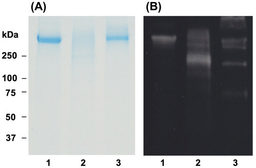 Fig. 5. Effect of OFA on apo B-100 modification in oxLDL.