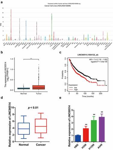 Figure 1. LINC00514 was upregulated in NSCLC and associated with a poor prognosis. (a) According to the LncExpDB database, LINC00514 was highly expressed in NSCLC lines, especially lung adenocarcinoma. (b) LINC00514 was significantly higher in NSCLC tumors (n = 535) versus normal tissues (n = 59) by analyzing the TCGA database. (c) Online Kaplan-Meier analysis assessed the association between LINC00514 expression level and overall survival in NSCLC patients (log-rank p 5.6e-5; HR 1.4; 95%CI 1.19–1.65; n = 1144). (d) qRT-PCR analysis showed increased expression of LINC00514 in NSCLC tumors versus adjacent normal tissues (n = 30). (e) LINC00514 was higher expressed in NSCLC cells. Three independent experiments were performed. Data are presented as the mean ± SD. LUAD, lung adenocarcinoma; qRT-PCR, quantitative real-time polymerase chain reaction; SD, standard deviation; NC, negative control; *p < 0.05, **p < 0.01, compared with normal tissues and HBE.