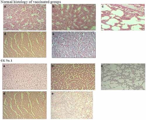 Figure 4. Typical histological structure of various organs (HE x 200). Normal histology of vaccinated groups (a). Liver, regular histological structure; (b). Kidney, regular histological structure; (c). Lung, regular histological structure; (d). Heart, regular histological structure; (e). Spleen, regular histological structure. Control group #1 (a). Hepatic tissue of a healthy rat; (b). Renal tissue of a healthy rat; (c). Lung tissue of a healthy rat; (d). Cardiac tissue of a healthy rat; (e). Spleen tissue of a healthy rat.