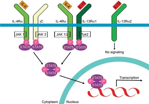 Figure 2 Activation of a heterodimeric receptor complex comprised of the IL-13 receptor α1 subunit (IL-13Rα1) and the IL-4 receptor α subunit (IL-4α) by IL-13 and IL-4.