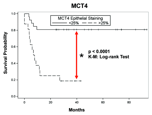 Figure 12. Epithelial MCT4 is a negative prognostic marker in HNSCC: Kaplan-Meier analysis and disease-free survival (DFS). Kaplan-Meier survival curves are shown for the 40 subjects analyzed. Note that higher levels of epithelial MCT4 expression are significantly associated with lower DFS (higher tumor recurrence; p = 0.0001; log-rank test).