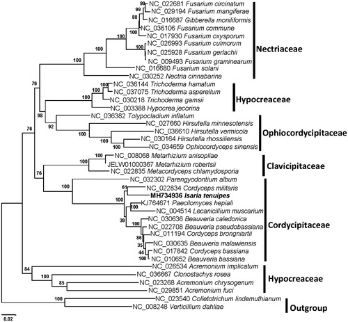 Figure 1. Phylogenetic relationships among 36 Hypocreales fungi inferred based on the concatenated amino acid sequences of 14 mitochondrial protein-coding genes. The 14 mitochondrial protein-coding genes were nad1, nad2, nad3, nad4, nad4L, nad5, nad6, cox1, cox2, cox3, cob, atp6, atp8, and atp9. The tree was generated using Maximum Likelihood (ML). Numerical values along branches represent statistical support based on 1000 randomizations.