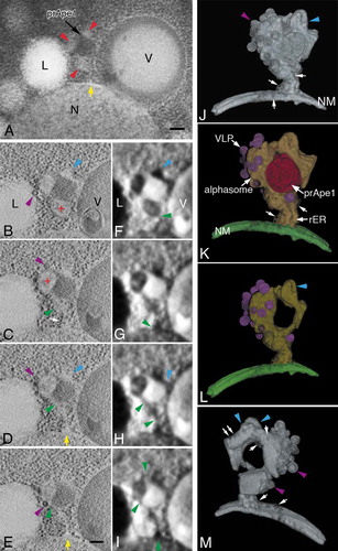 Figure 6. 3D analysis of an alphasome and the peripheral membrane structure in atg9∆ cells. (A) TEM image of a 400-nm thick section. (B to E) Cross-section (X-Y plane) images of 3D reconstruction and corresponding texture map (F to I). (J to M) 3D models. Cells were grown in YPD to mid-log phase and shifted to SD-N medium for 3 h. The colors show an alphasome and rER-like structure (yellow), nuclear membrane (green), prApe1 presumably bound to Atg19 (Cvt complex; red) and Ty1 VLPs (purple). Red arrowheads (A) indicate the membrane structure area around the core of the Cvt complex. Red plus (B and C) mark alphasomes. Blue arrowheads mark the tubular membrane structure (B, D, F, H, J, L and M). The yellow arrows (A, D and E) point to the connection between the nuclear membrane and rER-like membrane. The green arrowheads (C to I) note the continuity of the lumens, and purple arrowheads mark Ty1 VLPs (B to E, J and M). The white arrow (C, J, K and M) points to ribosomes attached to the membrane. The white double arrows (M) show a tubular membrane structure decorated with ribosomes. Scale bars: 100 nm. L, lipid droplet; N, nucleus; NM, nuclear membrane; V, vacuole.