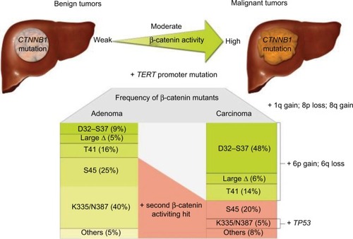 Figure 1 Carcinogenesis in HCC with β-catenin mutation with different β-catenin mutants identified, leading to different levels of β-catenin activation depending on the state of tumor progression. Reproduced with permission from Rebouissou S, Franconi A, Calderaro J, et al. Genotype-phenotype correlation of CTNNB1 mutations reveals different β-catenin activity associated with liver tumor progression. Hepatology. 2016;64(6):2047–2061. Copyright John Wiley and Sons.Citation40