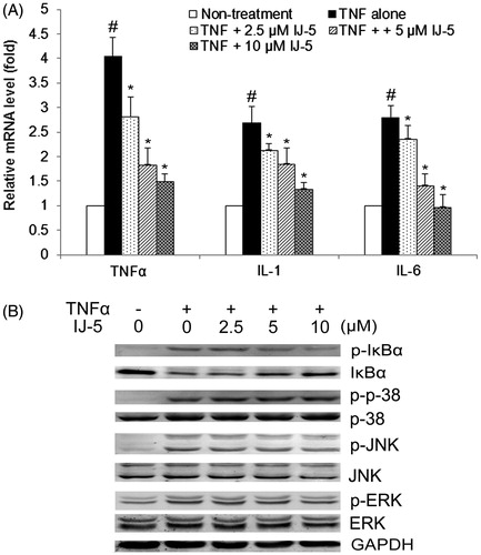 Figure 6. The effect of IJ-5 on TNFα-induced expression of inflammatory cytokines and TNFα-triggered signaling cascades in HaCat cells. HaCat cells were treated with 20 ng/ml in the presence of indicated concentrations of IJ-5. (A) After 6 h treatment, mRNA levels of TNFα, IL-1, and IL-6 were detected by qRT-PCR. Data are presented as means ± SD obtained from three independent experiments. #p < 0.05 versus non-stimulated control, *p < 0.05 versus TNFα only. (B) After 10 min treatment, the cells were collected and proteins were extracted, the levels of total IkBα, p38, JNK, and ERK and their phosphorylated levels were detected by Western blotting. This result was a representative of three experiments.