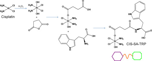 Figure 1 Synthesis of cisplatin prodrug. Cisplatin prodrug (CISP) was synthesized by conjugating the amino group of tryptophan (TRP) with the carboxylated CIS.