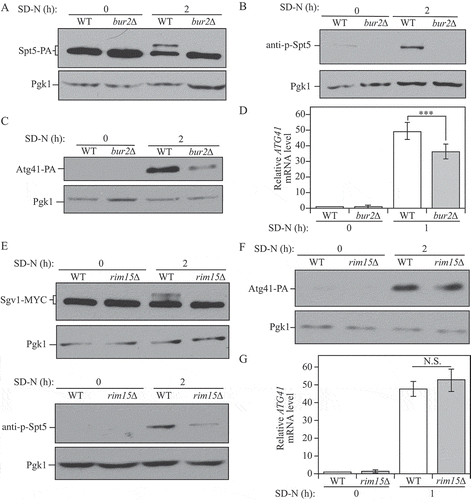 Figure 5. The Sgv1-Bur2 complex is responsible for Spt5 phosphorylation after starvation, and Sgv1 is phosphorylated under starvation conditions by the Rim15 kinase. (A) Samples from the Spt5-PA wild-type (WXY102) and bur2∆ (WXY104) strains were collected in both growing (YPD) and starvation (SD-N) conditions for western blot analysis. Anti-PA antibody and anti-Pgk1 antiserum were used to detect the indicated proteins. (B) The Spt5 phosphorylation was detected with anti-p-Spt5 antibody in wild-type (WLY176) and bur2∆ (WXY115) samples collected from growing (YPD) and starvation (SD-N, t = 2 h) conditions. (C) The Atg41-PA level was probed with anti-PA antibody in wild-type (ZYY108) and bur2∆ (WXY116) cells from growing (YPD) and starvation (SD-N, t = 2 h) conditions. (D) The wild-type (WLY176) and bur2∆ (WXY115) cells were cultured until mid-log phase in growing conditions (YPD) and then shifted to starvation conditions (SD-N) for 1 h. The mRNA level of ATG41 was measured by RT-qPCR. The error bar represents the SEM of 3 independent experiments, and p values are reported for the comparison between the wild-type and bur2∆ strains during starvation. ***, p < 0.005. (E) The Sgv1-MYC wild-type (WXY117) and rim15∆ (WXY120) strains were grown in YPD to mid-log phase and then shifted to starvation conditions (SD-N) for 2 h. The samples were then collected and analyzed by western blot using antibodies to MYC. The samples from wild-type (WLY176) and rim15∆ (WXY123) cells were also collected and Spt5 phosphorylation was detected with the anti-p-Spt5 antibody. Pgk1 was used as the loading control. (F) The Atg41-PA wild-type (ZYY108) and rim15∆ (WXY124) cells were collected in both growing (YPD) and starvation (SD-N) conditions for western blot analysis. Anti-PA antibody and anti-Pgk1 antiserum were used to detect the indicated proteins. (G) RT-qPCR analysis of ATG41 mRNA level in WT (WLY176) and rim15∆ (WXY123) cells under growing and starvation conditions. The error bar represents the SEM of 3 independent experiments.