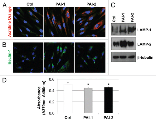 Figure 8 Recombinant expression of PAI-1 or PAI-2 increases autophagy in fibroblasts. To assess the effects of PAI-1 and PAI-2 overexpression on autophagy in fibroblasts, the levels of a variety of autophagic markers were assessed in control fibroblasts and in PAI-1/2(+)-overexpressing fibroblasts. (A) Determination of AVOs (acidic vesicular organelles) using acridine orange. In orange-acridine stained cells, cytoplasm fluorescences green, whereas acid compartments fluorescence red. Note that fibroblasts overexpressing PAI-1 or PAI-2 display a larger amount of AVOs compared with control fibroblasts. Images captured at original magnification of 63x. Nuclei were stained with Hoechst (blue). (B) Localization of Beclin-1. Note that overexpression of PAI-1 or PAI-2 upregulates the expression of Beclin-1, an autophagic marker. Images were captured at an original magnification of 63x. Nuclei were stained with Hoechst (blue). (C) Immunoblotting for LAMP-1 and LAMP-2. Note that the expression of autophagic markers, LAMP-1 and LAMP-2, is increased in fibroblasts overexpressing PAI-1 or PAI-2. Immunoblotting with β-tubulin is shown as a control for equal loading. (D) Proliferation of fibroblasts overexpressing PAI-1 or PAI-2. Note that BrdU incorporation is significantly reduced in fibroblasts overexpressing PAI-1 or PAI-2 as compared with control fibroblasts. Results are represented as the mean ± SEM. An asterisk indicates that p ≤ 0.05, compared with controls. Ctrl, fibroblasts containing empty vector alone; PAI-1, fibroblasts overexpressing PAI-1; PAI-2, fibroblasts overexpressing PAI-2.