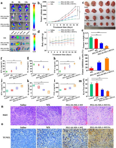 Figure 7. (a) In vivo distribution of DiR, PEG-SS-MX-1-MT/DiR and PEG-SS-MX-1-MT/FA/DiR. (b) Change of tumor volume. (c) Images of excised tumors. (d) Body weight changes of nude mice in each group. (e) Tumor weight. (f) IFN-γ in serum. (g) IL-10 in serum. (h) TNF-α in serum. (i) Tumor inhibition ratio. (j) IFN-γ in tumor. (k) IL-10 in tumor. (l) TNF-α in tumor. (m) In vivo Kyn to Trp ratio. (n) H&E staining of tumor sections. (o) TUNEL staining of tumor sections. (*p < 0.01, **p < 0.001, ***p < 0.0001, scale bar: 50 μm).