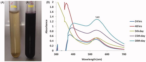Figure 1. Synthesis and UV–visible spectrum absorption pattern of gold nanoparticles synthesized from C. militaris. (A) Represents that the C. militaris extract alone (pale yellow colour) and Gold nanoparticles with C. militaris extract (deep brown colour). (B) Represents that the gold nanoparticles with C. militaris extract develop the peak value at 540 nm.