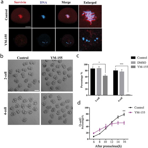 Figure 2. Disrupting survivin activity inhibits cleavage during mouse early embryonic development. (a) Subcellular localization of survivin after YM-155 treatment. The specific localization of survivin was disappeared. Red, survivin; blue, DNA. Bar = 20 μm. (b) DIC images of 2-cell and 4-cell cleavage rate of control group and YM-155 treatment group. Bar = 100 μm. (c) The rate of 2-cell and 4-cell for early embryos of control group, DMSO group and YM-155 treatment group. There was no difference between control group and DMSO group during embryonic development (Control group: n = 284; DMSO group: n = 158). The rate of 2-cell and 4-cell was decreased in YM-155 group compared with control group (2-cell: Control group: n = 284; YM-155 group: n = 257); (4-cell: Control group: n = 203; YM-155 group: n = 179). *Significant difference (p < 0.05); ***Significant difference (p < 0.001). (d) Statistical data for 2-cell rate at different time points. **Significant difference (p < 0.01) (Control group: n = 195; YM-155 group: n = 201).