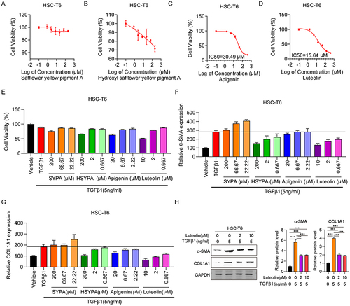 Figure 1 Effect of Luteolin on HSC-T6 cell viability and fibrosis. (A) HSC-T6 cell viability following treatment with various concentrations of (A) Safflower yellow pigment A (SYPA) (B) Hydroxyl safflower yellow pigment A (HSYPA), (C) Apigenin, (D) Luteolin, or (E) TGFβ1 (5 ng/mL) and drugs. (F) α-SMA mRNA expression in HSC-T6 cells. (G) Collagen I mRNA expression in HSC-T6 cells. (H) α-SMA and collagen I protein expression in HSC-T6 cells. ***P < 0.001, by one-tailed Student’s t-test.