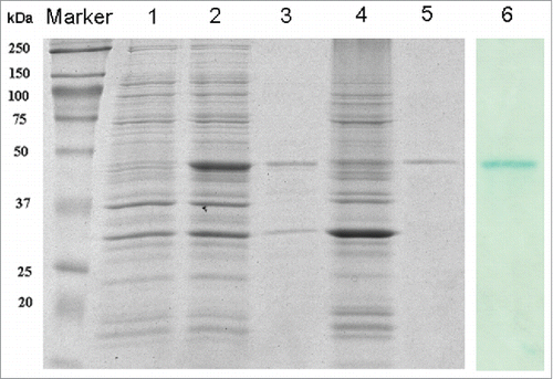 Figure 2. The expression analysis of recombinant Plasmodium vivax Enolase (r-Pven) expressed in E. coli BL21. The expression analysis using 12% SDS-PAGE and Western blotting. Marker: Protein molecular weight marker; lane 1: Crude cells extracts of uninduced E. coli BL21 containing pET28α- r-Pven; lane 2: Crude cells extracts of induced E. coli BL21 containing pET28α- r-Pven; lane 3: Sonicated supernatant of induced E. coli BL21 containing pET28α- r-Pven; lane 4: Sonicated precipitation of induced E. coli BL21 containing pET28α- r-Pven; lane 5: Purified supernatant on Ni2+- IDA His-bind resin; lane 6: Purified supernatant examined using the western blotting.