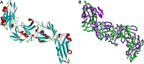 Figure 2 (A) Three-dimensional structure of LdtMt2 protein of Mtb (LdtMt2, PDB ID: 3TUR). (B) Molecular overlay picture of the downloaded LdtMt2 protein structure (green) and prepared LdtMt2 protein structure (pink).