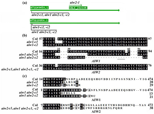 Figure 3. Generation of the aiw1 and aiw2 single, and the aiw1 aiw2 double mutants. (a) T-DNA insertion position of the aiw2-1 single mutant, and the edited sites in the gene edited mutants. Seeds of the T-DNA line SALK_202135C was obtained from ABRC, and the aiw2-1 mutant was identified by genotyping. Gene edited mutants were obtained by CRISPR/Cas9 gene editing. (b) Alignment of the targeted nucleotide sequences of AIW1 and AIW2 by CRISPR/Cas9 in the Col wild type, the aiw1 and aiw2 single and the aiw1 aiw2 double mutants. The mutants were obtained by transforming Col wild type plants with AIW1 or AIW2 targeting pHEE constructs, examining the editing status in T1 generation, and isolating Cas9-free homozygous mutants in T2 generation. Numbers beside and above the sequences indicate the position of the nucleotides relative to the start codon. Underlines indicate the PAM sites. (c) Alignment of AIW1 and AIW2 amino acid sequences in the Col wild type, the aiw1 and aiw2 single and the aiw1 aiw2 double mutants. AIW1 and AIW2 sequences in the mutants were subjected to ORF analysis by using ORFfinder (https://www.ncbi.nlm.nih.gov/orffinder/), and predicted amino acid sequences were used for alignment with AIW1 and AIW2 amino acid sequences, respectively. Numbers beside the sequences indicate the position of the amino acid relative to the Met encoded by the start codon.