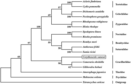 Figure 1. Phylogenetic tree showing the relationship between Corythoxestis sunosei and 15 other mothes based on neighbor-joining method. GenBank accession numbers used in this study are the following: Acleris fimbriana (HQ662522), Amorophaga japonica (MH823253), Antheraea frithi (NC_027071), Bombyx mori (NC_002355), Cameraria ohridella (KJ508042), Corythoxestis sunosei (MT611524), Cydia pomonella (JX407107), Dichomeris ustalella (KU366706), Gibbovalva kobusi (MK956103), Histia rhodope (MF542357), Mahasena oolona (NC_036410), Pectinophora gossypiella (KM225795), Rhodopsona rubiginosa (KM244668), Risoba prominens (KJ396197), Samia ricini (NC_017869), Spodoptera litura (KF701043), Tetrancychus urticae (EU345430). T. urticae was used as an outgroup. The moth determined in this study is boxed.