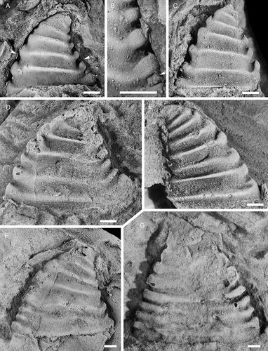Figure 13. Davidonia puppis (Høyberget et al., Citation2015), with specimens arranged in an ontogenetic series. A, B, left lateral view and detail of posterior knobs (PMU 37869/1). Arrows in A point to thin outer shell layer; arrow in B points to shell material filling the space between knobs. C, left lateral view (PMU 37870). D, left lateral view (PMU 37871). E, right lateral view (PMU 37872). F, right lateral view (PMU 37873). G, left lateral view (PMU 37874). From the Ellipsostrenua spinosa Zone at Gislövshammar, Scania, southern Sweden. Scale bars = 1 mm.