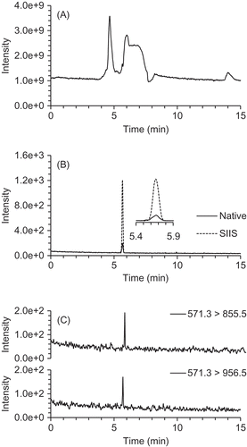 Figure 3. A: Total ion and B and C: MRM chromatograms of tryptic digestion products from eggplant skin protein extract. B: Solid (native) and dotted (SIIS) lines indicate data monitored with MRM transitions for quantification. The enlarged area of the chromatogram (5.4–5.9 min) correspond to the expected GQTWVINAPR and GQTWVINAPR[13C6,15N4]. C: 571.3 > 855.5 and 571.3 > 956.5 exhibit data detected with MRM transitions for the identification of GQTWVINAPR, 571.3+2 to 855.5+1 and 571.3+2 to 956.5+1, respectively.