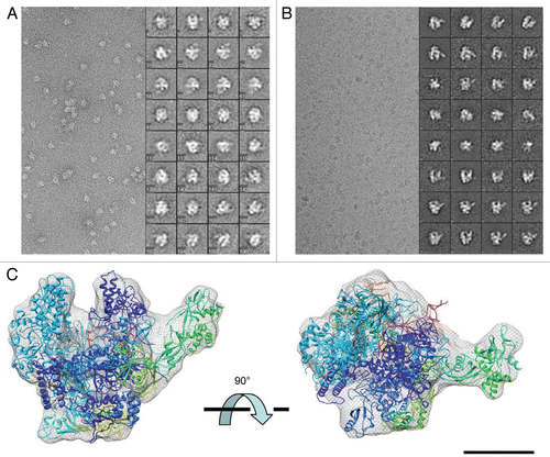 Figure 1 Cryo-EM analysis of apo-RNAP. (A) Negative staining EM and selected class-averages of the P. furiosus apo-RNAP. Each class-average is composed of about 10–30 raw images and was aligned against an initial 3-D reference to define its orientation parameters. (B) cryo-EM micrograph and selected class-averages, illustrated with reversed contrast. (C) Fitting of the S. solfataricus apo-RNAP crystal structure (PDB 2PMZ)Citation10 into the cryo-EM refined model. The crystal structure was manually fitted in chIMeRa and the fit was refined with a least-square minimization algorithm (see Materials and Methods). Scale bar = 65 nm in (A and B); 5 nm in (C).