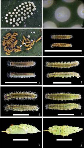 Figure 2. Immature stages. (a) Cluster of eggs on a leaf; (b) Eggs, dorsal view; (c) Group of newly emerged larvae; (d) First instar dorsal and lateral view; (e) Second instar dorsal and lateral view; (f). Third instar dorsal and lateral view; (g). Fourth instar dorsal and lateral view; (h) Fifth instar dorsal and lateral view; (i). Pupa lateral view; (j) Pupa dorsal view