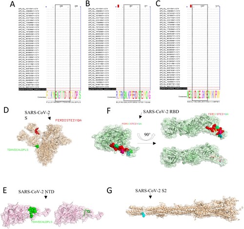 Figure 6. Bioinformatics analysis of epitopes. The epitopes were performed to multiple sequence alignments with the sequence of partial VOC and VOI strains. (A) S12.2 286TDAVDCALDPLS297, (B) S19.2 464FERDISTEIYQA475, (C) S49.4 1202ELGKYEQYIKWP1213). The spatial structure of epitopes was screened in this research. (D) The epitope 286TDAVDCALDPLS297 (Green colour) and epitope 464FERDISTEIYQA475 (red colour) are shown on the S protein (PBD: 7CWU). (E) The characteristics of epitope 286TDAVDCALDPLS297 (Green colour) on the spatial structure of the NTD protein (PBD: 7B62). (F) The characteristics of the epitope 464FERDISTEIYQA475 on the spatial structure of the RBD protein (PBD: 6W41). (G) The partial region (blue colour) of the epitope 1202ELGKYEQYIKWP1213 is shown on the spatial structure of the S2 protein (PBD: 7E9T).