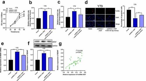 Figure 6. The overexpression of miR-191-5p reversed the effect of XIST on RB cells. (a) CCK-8 assay was used to detect the effect of co-transfected miR-191-5p mimics on the proliferation of RB cells with XIST overexpression. (b-c) The effect of co-transfected miR-191-5p mimics on the migration and invasion of RB cells with XIST overexpression was detected by transwell experiment. (d) The effect of co-transfected miR-191-5p mimics on apoptosis of RB cells with XIST overexpression was detected by TUNEL experiment. (e) The expression levels of BDNF mRNA in control, pcDNA3.1-XIST, and pcDNA3.1-XIST+miR-191-5p mimics groups were detected by qRT-PCR. (f) The expression levels of BDNF in control, pcDNA3.1-XIST, and pcDNA3.1-XIST+miR-191-5p mimics groups were detected by Western blot. (g) The expression of BDNF in RB tissue was positively correlated with the expression of XIST