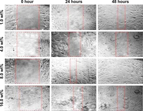 Figure 7 In vitro scratch assay.Note: Human dermal fibroblast cells were injured and cell migration assay with and without treatment was performed at different time duration (0, 24, and 48 hours) and different concentrations of bacterial nanocellulose/Ag nanocomposites.