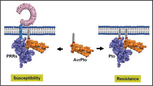 Figure 1 Model for PTI-inhibition and ETI-induction by AvrPto. In susceptible plants, AvrPto binds PRRs including FLS2 and EFR. This blocks PTI activation and enhances host susceptibility to the bacterium. In resistant plants, Pto is evolved to mimic the kinase domain of PRRs and binds AvrPto to trigger ETI, resulting in a resistance outcome. The Pto-AvrPto structure is adopted from Xing et al.Citation1 The blue rod connecting the LRR and kinase domains of FLS2 represents the transmembrane domain, whereas the rods on Pto and AvrPto denote myristic acid that targets these proteins to plasma membranes.
