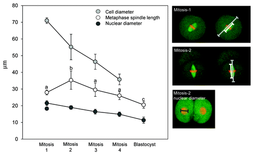 Figure 2. Metaphase spindle length scales with cell size from the two-cell stage onwards. Analysis of spindle length at developmental stages indicated. Images to the right illustrate the measurements made, with colored lines matching the colors of data points. Cell diameter was measured along the axis of the spindle as illustrated. All spindles analyzed were parallel to the coverslip, as determined by examining sequential z-sections. Notice that in later developmental stages, spindle length decreases with decreasing cell size. Note, also, however, that the metaphase spindle in the one-cell embryo is substantially smaller than that of the two-cell embryo and, as such, does not fit the otherwise apparent relationship between cell size and spindle length. Nuclear diameter was calculated as the average of two orthogonal diameters in the z-projection image. The two data points for nuclear diameter at the one-cell stage are measurements of the larger and smaller pronucleus. Data points represent 14–25 spindles per cell cycle stage. Error bars indicate standard deviation, since SEM was negligible. Different letters indicate significant differences of spindle length at p < 0.01, ANOVA.