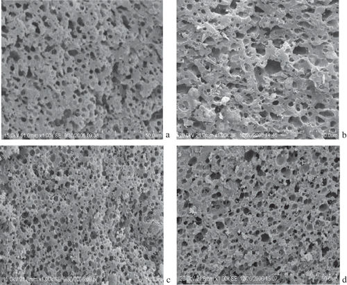 Figure 2 The SEM photos for Cheddar cheese stored for (a) 240 and (b) 334 days, or Gouda cheese stored for (c) 241 and (d) 330 days.