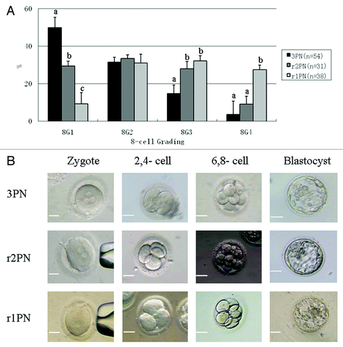 Figure 1. Effects of PN removal on the quality of reconstructed eight-cell embryos and the representative image of embryos in 3PN, r2PN and r1PN groups. (A) The quality of embryos at the eight-cell stage tended to decrease with the increasing number of removed PN. The ratio of high-quality embryos was significantly decreased in the r1PN group. Means with “a” or “b” are significantly different (p < 0.05). (B) No significant morphological differences were observed among the three groups before blastocyst formation; however, no high-quality blastocysts were formed in the r1PN group.