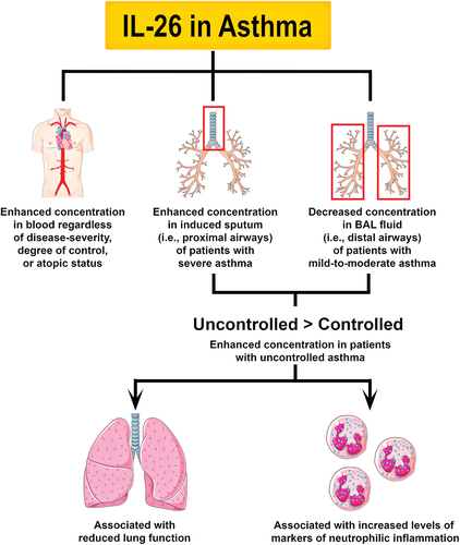 Figure 2. Principal involvement of IL-26 in asthma. One study showed that the concentration of IL-26 in is higher in patients with asthma regardless of disease-severity, degree of control, or atopic status. Furthermore, another study found that patients with severe asthma have increased levels of IL-26 in induced sputum (i.e. proximal airways). In contrast, another study showed that patients with mild-to-moderate asthma have decreased levels of IL-26 in BAL fluid (i.e. distal airways). Thus, alterations in IL-26 expression appear to be compartment-specific and disease severity-dependent in patients with asthma. However, the concentration of IL-26 in induced sputum and BAL fluid is higher in children and adults with uncontrolled asthma, which hints at a potential link between IL-26 and glucocorticoid-resistant phenotypes of asthma. Although it is unclear whether alterations in IL-26 expression could be a causative factor, a consequence, or a defense mechanism of asthma, these changes have been associated with reduced lung function and increased markers of neutrophilic inflammation.