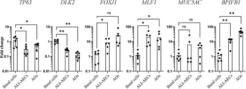 Figure 3. Gene expression changes during bat airway epithelial cell differentiation. qRT-PCR analysis of progenitor/stem cells, ALI-AECs and AOs for basal cell markers P63 and DLK2, ciliated cell markers FOXJ1 and MLF1 and goblet cell markers MUC5AC and BPIFB1. n = 6 biologically independent bat donors are illustrated. Each dot represents airway culture derived from a different bat donor. Each bar represents the mean. * indicates Student's t-test p-value <0.05, ** indicates Student's t-test p-value <0.01 for the indicated comparisons.