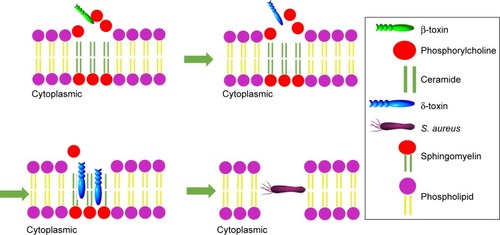 Figure 1 The schematic diagram of Staphylococcus aureus permeabilization into cell membrane via β-toxin and δ-toxin.