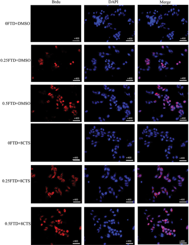 Figure 4. Effect of CTS on FTD incorporation into DNA strand. After treatment with (0, 0.25 and 0.5 µM) FTD combined with or without 8 µM CTS for 72 h, we used BrdU antibody to visualize the incorporation of FTD into DNA strand by immunofluorescence assay. BrdU was stained with Cy3 fluorescence secondary antibody (red) and its nuclear was stained with DAPI (blue). Magnification, ×400.