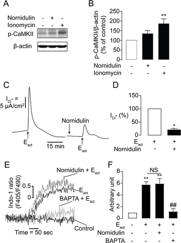 Figure 6 Effects of nornidulin on CaMKII phosphorylation and Eact-induced TMEM16A-dependent Cl− secretion. (A) Representative Western blot bands of p-CaMKII and β-actin. (B) Band intensity evaluation of CaMKII phosphorylation in Calu-3 cells treated with or without nornidulin. Results were analyzed from p-CaMKII/β-actin ratio and expressed as % of control ± S.E.M. (C) Effect of nornidulin on Eact-stimulated TMEM16A Cl− channel. A representative tracing of Eact-induced TMEM16A-dependent Cl− secretion is shown. (D) Graphs indicating analyses and comparisons of Eact-induced TMEM16A-dependent apical Cl− current in IL-4-treated Calu-3 cell monolayers with or without nornidulin (10 µM). (E–F) Effect of nornidulin on Eact-induced [Ca2+]i elevation in Calu-3 cells. The summary and statistical analyses of data are shown. Results were expressed as % of control ± S.E.M. (n = 3–6). *p < 0.05; **p < 0.01 compared with the control group; ##p < 0.01 compared with Eact (one-way ANOVA).