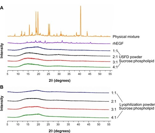 Figure 5 X-ray diffraction patterns of the physical mixture (rhEGF, sucrose, and phospholipid), rhEGF bulk drug, and rhEGF liposomal dry powder prepared using USFD (A) and lyophilization (B) with various sucrose to phospholipid ratios.Abbreviations: rhEGF, recombinant human epithelial growth factor; USFD, ultrasonic spray freeze-drying.
