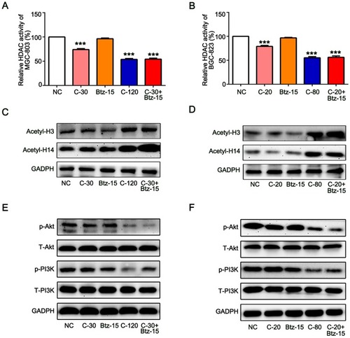 Figure 6 Low dose of bortezomib enhances the inhibition of HDAC activity and PI3K/Akt signaling pathway by chidamide. The MGC-803 and BGC-823 cell lines were treated with chidamide (30 µM for MGC-803 or 20 µM for BGC-823), bortezomib (15 nM), chidamide (120 µM for MGC-803 or 80 µM for BGC-823), or chidamide (30 µM for MGC-803 or 20 µM for BGC-823) in combination with bortezomib (15 nM) for 48 hours. (A and B) The HDAC activities were tested and normalized to the NC group. (Experiments were performed in duplicate and One-way ANOVA with Bonferroni’s posthoc test was applied to compare the indicated groups. ***P<0.001, compared with the negative control, chidamide-, or bortezomib-alone groups). (C and D) Representative images of the expression of the acetylated H3 and H4. (E and F) Representative images of the expression of PI3K and AKT signal pathway-related proteins (total and phosphorylated PI3K and AKT).