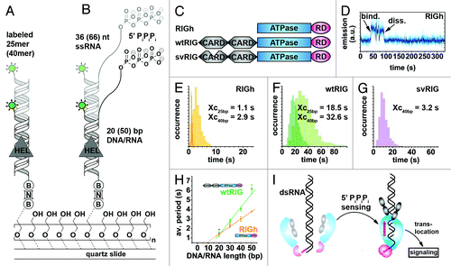 Figure 6. Probing RIG-I translocation on dsRNA using PIFE.Citation135 (A and B) Experimental design. A 25/40 bp dsRNA with blunt ends (A) or a 20–50 bp dsRNA with a 66–36 nt ssRNA overhang and a 5′ triphosphate (“PiPiPi”). RNA construct (B) is labeled with a single DY547 fluorophore (green circle) and immobilized on a PEG-passivated surface via biotin-neutravidin (“B,” “N”).Citation161 (C) Depiction of three modular RIG-I variants used in this study. RIGh consists of the central DExH-box ATPase domain and a C-terminal regulatory domain (“RD”). wtRIG additionally has two N-terminal caspase activation and recruitment domains (“CARD”). In svRIG, one of the CARDs is non-functional. (D) Representative time trajectory recorded in the presence of RIGh and the blunt end RNA substrate shown in (A). Helicase binding is accompanied by a sudden increase of fluorophore emission. (E–G) Dwell-time analyses for time traces recorded in the presence of RIGh (E), wtRIG (F) and svRIG (G) for 25-bp and 40-bp blunt end dsRNA shown in (A). RIGh and svRIG translocate faster along dsRNA than wtRIG. In all cases, the average time required for end-to-end translocation increases with the substrate length. (H) RIG-I translocation on dsRNA in the presence of 5′-triphosphate, average time spent in the bound state vs. duplex length. (I) Proposed model for pathogen-associated molecular pattern (“PAMP”) signal integration by RIG-I.Citation168 Binding of the RIG-I regulatory domain (pink) to RNA 5′ triphosphates induces RIG-I dimerization as described previously.Citation174 This triggers the translocase domain (blue), followed by translocation along the dsRNA substrate (red arrow) and induction of a CARD signaling conformation (gray). Figure modified from reference Citation135.