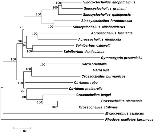 Figure 1. A neighbour-joining (NJ) tree of the 20 species from Cyprinoidea was constructed based on complete mitochondrial genome data. The analyzed species and corresponding NCBI accession numbers are as follows: Sinocyclocheilus anophthalmus (NC_023472.1), Sinocyclocheilus graham (GQ148557.1), Sinocyclocheilus qujingensis (MH937706), Sinocyclocheilus furcodorsalis (GU589570.1), Sinocyclocheilus altishoulderus (FJ984568.1), Acrossocheilus fasciatus (KF781289.1), Acrossocheilus monticola (NC_022145.1), Spinibarbus caldwelli (NC_022149.1), Spinibarbus denticulatus (AP013335.1), Gymnocypris przewalskii (NC_019604.1), Garra orientalis (AP011202.1), Garra rufa (NC_022941.1), Cirrhinus reba (NC_029445.1), Cirrhinus molitorella (AP011390.1), Crossocheilus burmanicus (NC_029446.1), Crossocheilus langei (NC_029443.1), Crossocheilus siamensis (NC_031827.1), Crossocheilus atrilimes (NC_029447.1), Myxocyprinus asiaticus (AY526869.1), Rhodeus ocellatus kurumeus (AB070205.1).