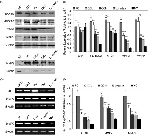 Figure 6. ERK1/2, CTGF, MMP2 and MMP9 expression. (A) and (B): protein levels of ERK1/2, p-ERK1/2, CTGF, MMP2 and MMP9. The values shown represent the mean ± SEM, n = 3. &&, p < 0.05 compared to NC; $, p < 0.01 compared to NC; &, p > 0.05 compared to NC; #, p > 0.05 compared to PC; ##, p < 0.05 compared to PC; @, p < 0.01 compared to PC; *, p > 0.05 compared to losartan; **, p < 0.05 compared to losartan; %, p < 0.01 compared to losartan; Student’s t-test. (C) and (D): CTGF, MMP2 and MMP9 mRNA expression. The values shown represent the mean ± SEM, n = 3. $, p < 0.05 compared to NC; $, p < 0.01 compared to NC; &&, p > 0.05 compared to NC; ##, p < 0.05 compared to PC; #, p > 0.05 compared to PC; *, p > 0.05 compared to losartan; **, p < 0.05 compared to losartan; Student’s t-test.