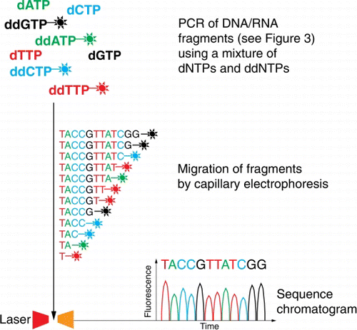 Figure 5  Schematic of Sanger sequencing. Each of the four dideoxyribonucleotides (ddNTPs) chain terminators are labelled with a fluorescent dye, emitting light at a specific wavelength, the actual sequence read is translated from peak trace chromatograms (generated by size separation, detection and recording of dye fluorescence) using capillary electrophoresis.